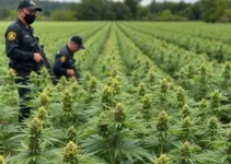 plantação de maconha