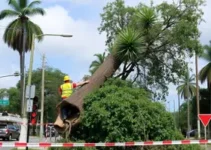 Campinas remove árvores