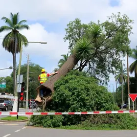 Campinas remove árvores