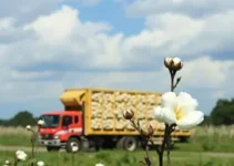 novo modal de transporte de algodão