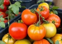 tomate