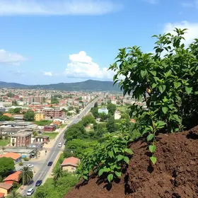 substituição de plantas de murta